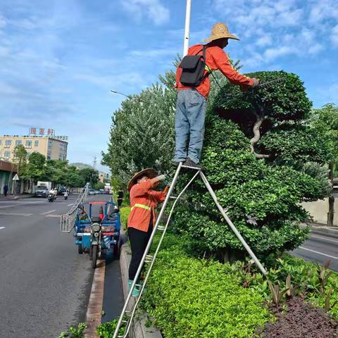 环城北路绿化养护