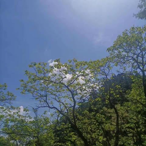 吉雲軒吉強书画竹刻烙葫芦相册的美篇