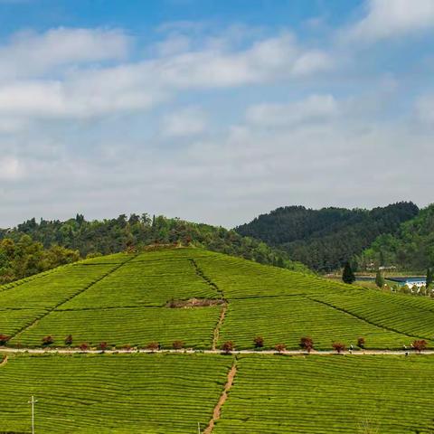 茶山春色