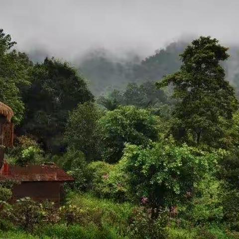 给你一方小院，修篱种花，小酒清茶