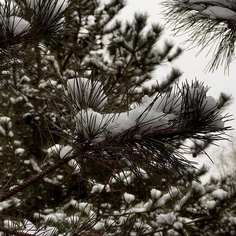 春雪映春花