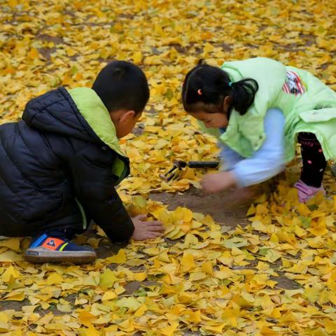 快乐的银杏林