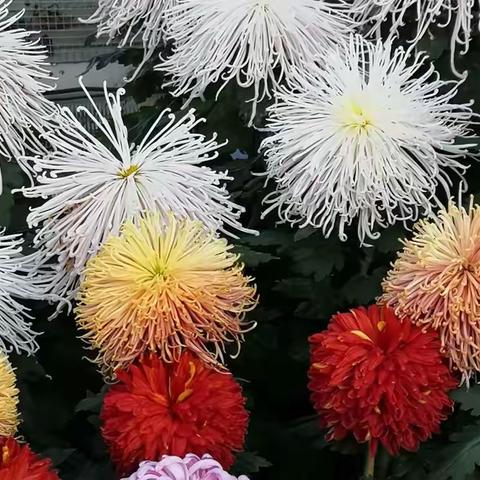 世纪公园Centennial Park游赏菊展