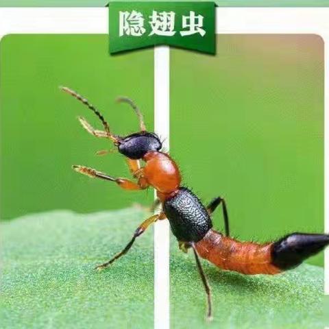 隐翅虫的危害与防治