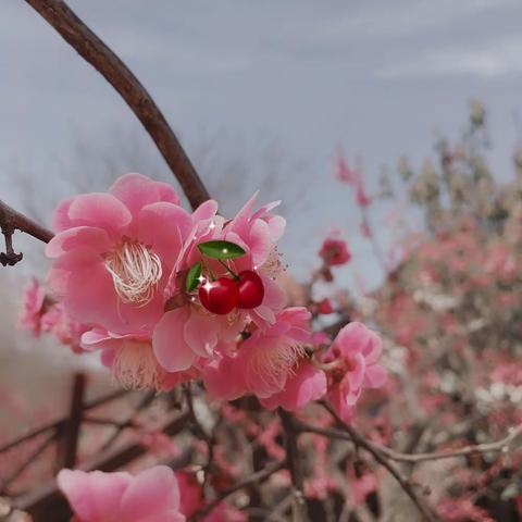 梅园赏花