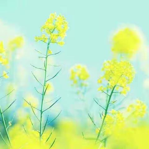 推门听课共研       芬芳淡雅共美——上饶市第六小学“推门听课”活动