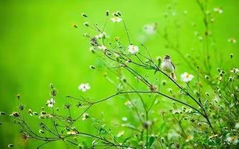好课芳醇             好文共赏    ——记上饶市第六小学语文竞赛月活动