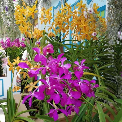 新加坡植物园兰花展