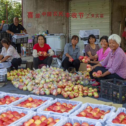 “庆丰收 迎小康”喜迎中国农民丰收节之果实篇