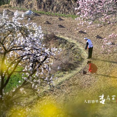 【原创】人勤春早杏花开