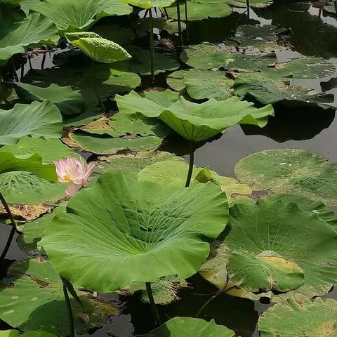 荷塘夏色⛱🎊