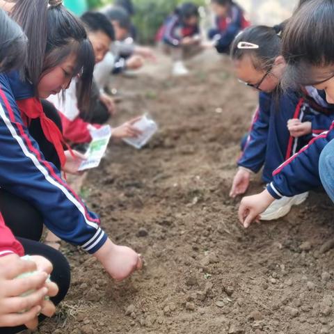 体验农田生活，感悟农耕文化”——记道口铺代屯小学的春种课堂