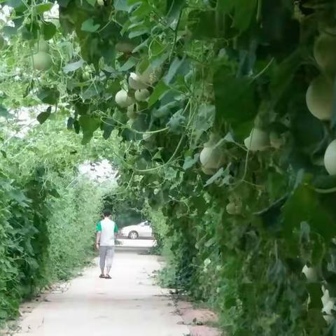 葫芦世界，清凉一夏