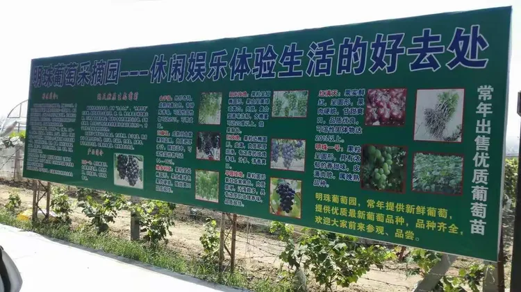 阳光玫瑰葡萄苗多少钱