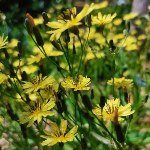 细细长长手擀面，勤勤恳恳向阳花--黄城集小学向阳花中队开展学擀面条活动