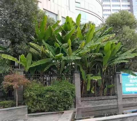 整治卫生顽疾，建设美丽医院