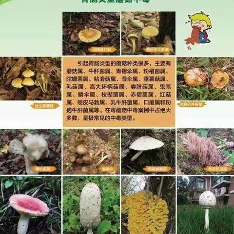 珍爱生命，远离毒蘑菇——金薮阳光希望小学预防野生菌中毒温馨提示