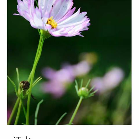 邂逅格桑花