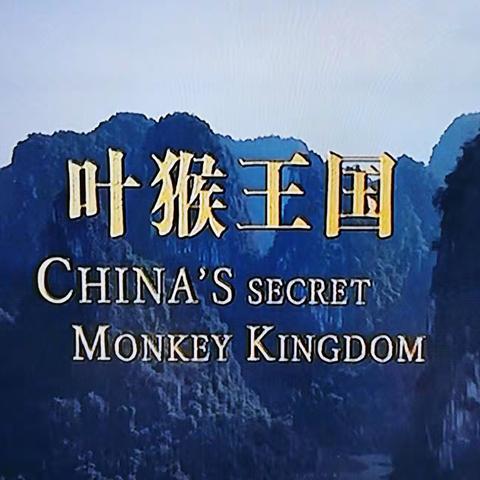 白头叶猴王国生活电视摄影展示