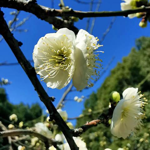 一笑堂主(張君瑞)的美篇梅