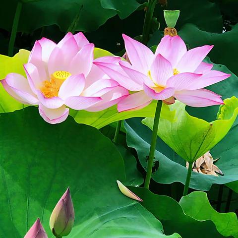 荷花池摄影集锦，摄影：美篇摄友，整理：笑对人生