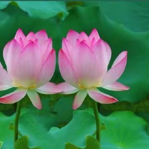 荷花荷颂荷舞荷韵优选集，摄影：美篇众摄影达人，收集整理：笑对人生