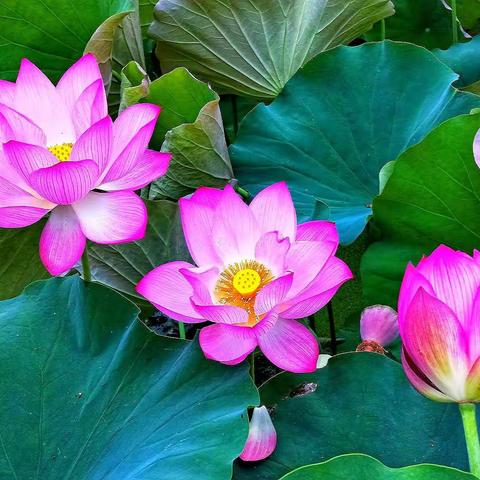 荷花摄影集锦，摄影；美篇摄友，整理；笑对人生