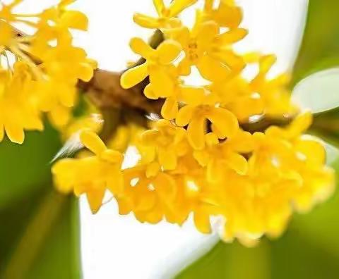 又闻八月桂花香