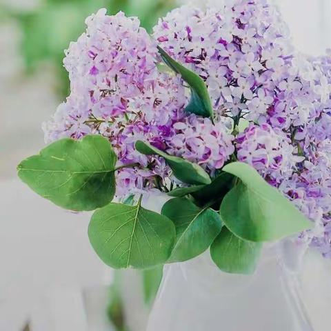 传播蒙医药中医药文化  打造绿色健康生活