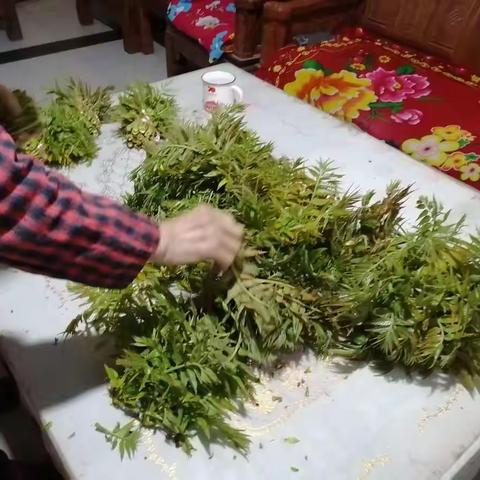 新鲜香椿开棚上市了手机号15610107609
