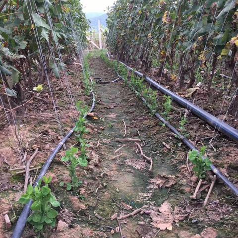 认识豌豆和豌豆尖