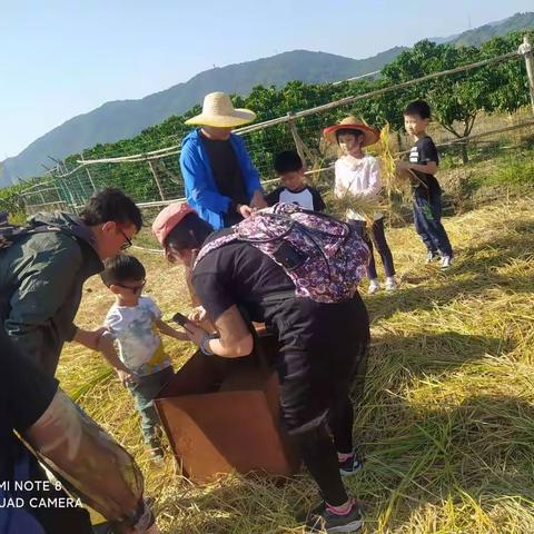 从化割水稻，砍甘蔗，磨豆浆，喂小白兔，做烧鸡，溯溪农耕研学一天游