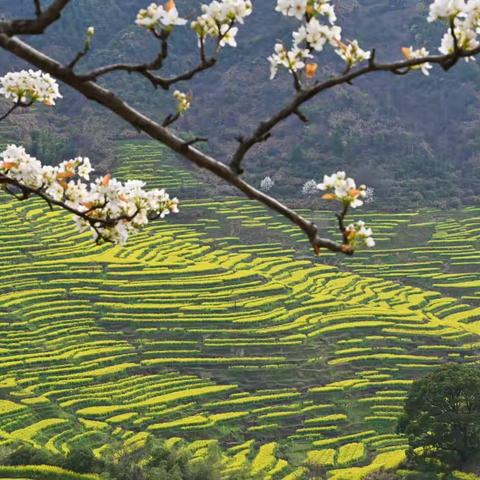 婺源行摄