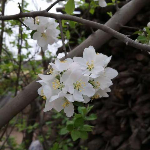 风吹花浪，香飘悠悠