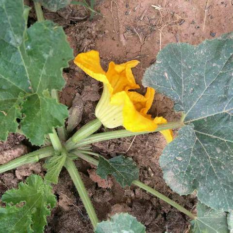 田园风光——尖山小山村掠影（溱水路小学，四二班，周子哲）