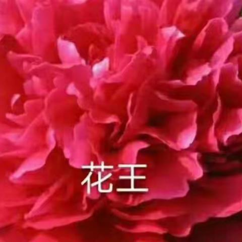 金色摇篮幼儿园大二班🌹🌹🌹🌹🌹