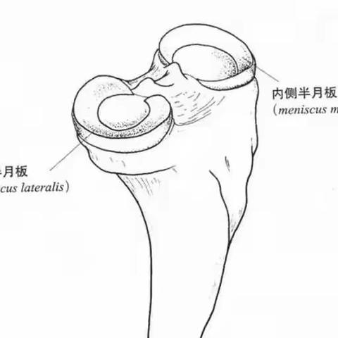 股四头肌与膝关节问题