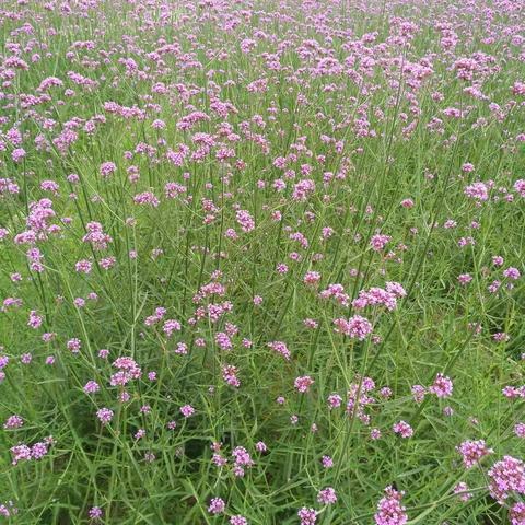 带上老小孩、小小孩踏春赏花