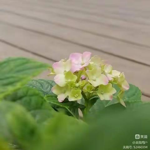 亲近自然——213340石若琳生物实践