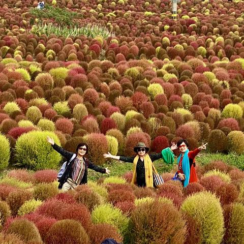 最美“地肤草”中留倩影，记【花开海上生态园】。