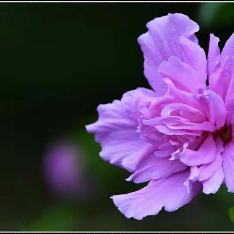 木槿花       己亥年夏于朝阳公园