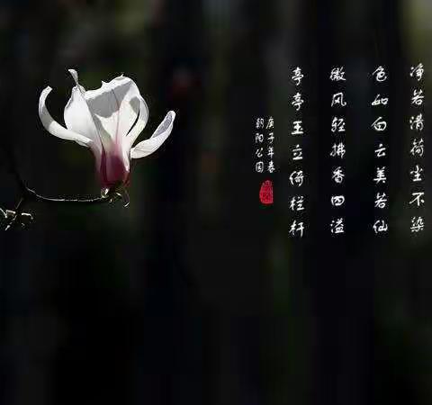 玉兰      朝阳公园