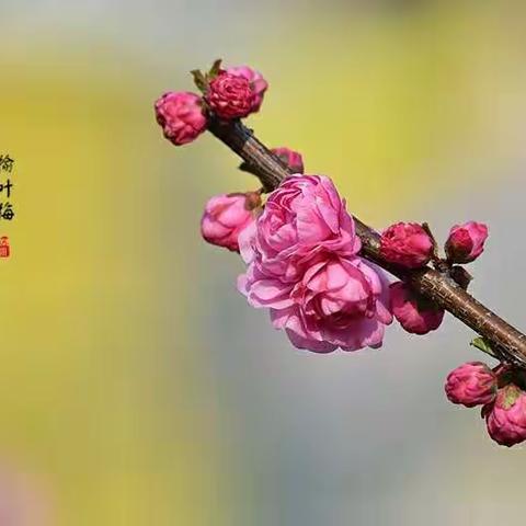 春花     朝阳公园