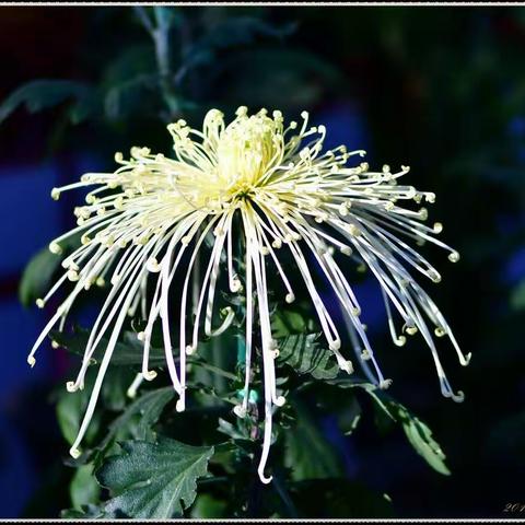 菊花