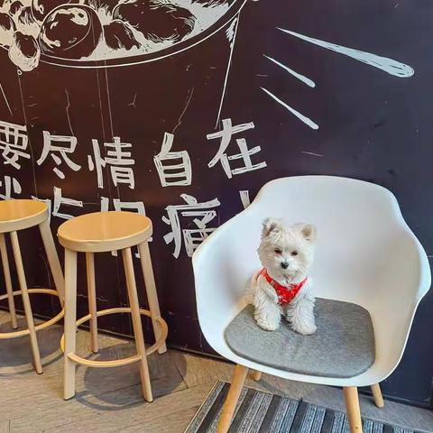 爱犬喜我归  低徊入衣裾