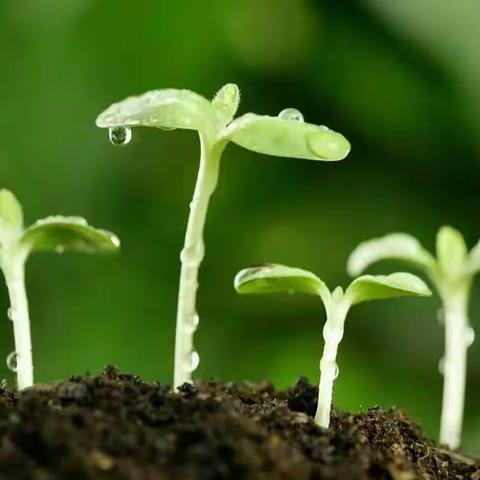 莫道阳城风日迟  春色萋萋倍还人——阳信县第一实验学校语文组教研活动纪实