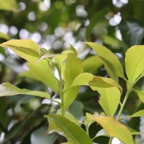 【附小】春游正当时，莫负好时光——三年级植物园游学忙