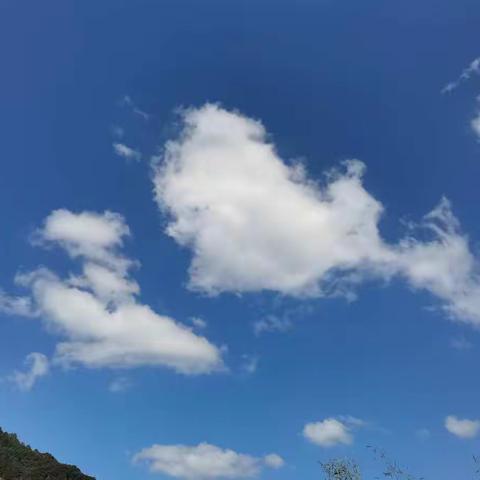 移庭行步   银杏遐想