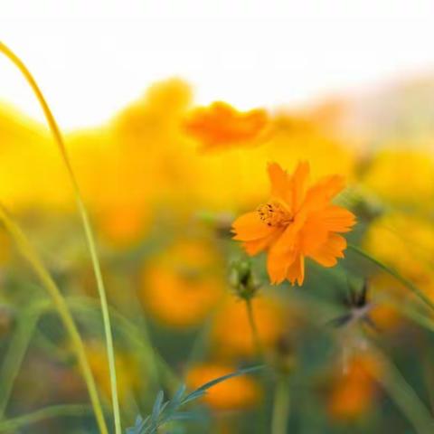 拓维并举  深耕市场（记黄梅支行商户外拓活动三）