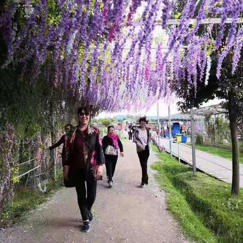 金色十月快乐云南之旅